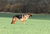 BERGER ALLEMAND 534
